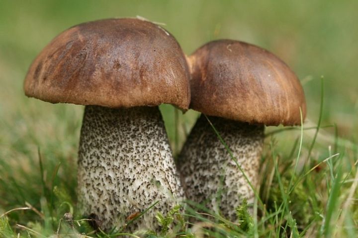 Grzybnia grzyby leśne KOŹLARZ BABKA zdjęcie 2