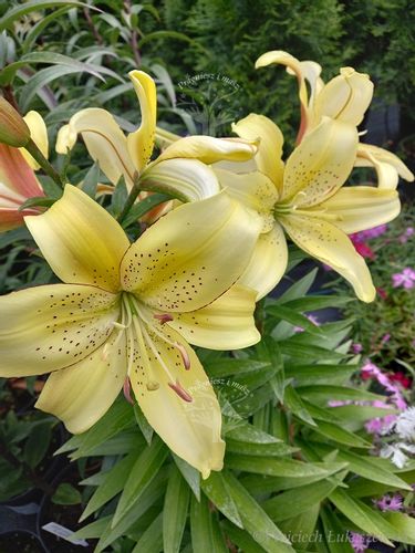 Lilia azjatycka Bright Pixie na balkon i taras na Arena.pl