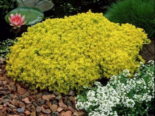 Rozchodnik ostry YELLOW QUEEN Sedum Żółty dywan Sadzonki w doniczkach P9 na Arena.pl