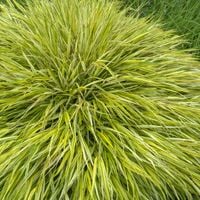 Hakonechloa smukła AUREOLA Trawa bambusowa Do cienia Sadzonki 1L