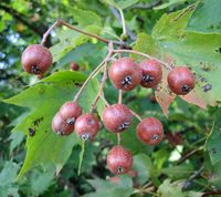 JARZĄB BREKINIA Sorbus torminalis - NASIONA 400 sztuk - 10g.