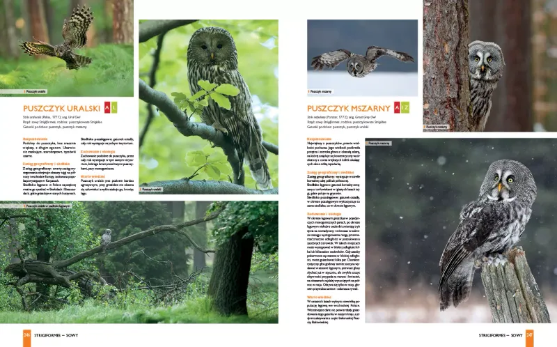 Ptaki Polski zdjęcie 4