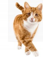 Feliway Classic Feromony wkład 48ml