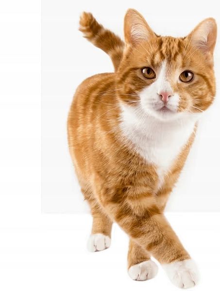 Feliway Classic Feromony wkład 48ml zdjęcie 2