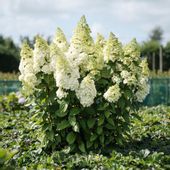 Hortensja Bukietowa MAGICAL KILIMANJARO 10-20cm Zielono Białe Szczyty