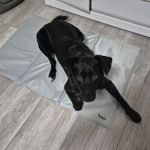 Mata Chłodząca dla Psa Kota Zwierząt Żelowa Składana XXL Legowisko 110x70cm na Arena.pl