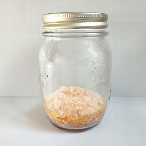 Maczużnik bojowy Cordyceps militaris substrat do uprawy grzybów na Arena.pl