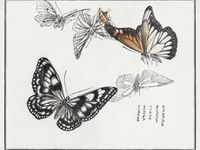 Plakat 20x15cm Ilustracje Motyle Morimoto Toko Japoński Vintage do Salonu