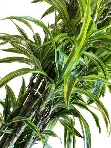 DRACENA LEMON LIME 160 cm na Arena.pl