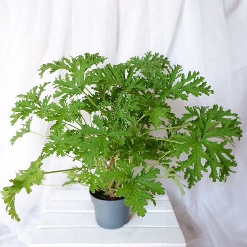 GERANIUM ANGINKA ROŚLINA LECZNICZA gęsta XL don.Ø13cm na Arena.pl