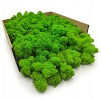 Mech Chrobotek Reniferowy - Fiński - Oczyszczony - Jasnozielony - 500g