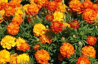 NASIONA Kwiatów Aksamitka Rozpierzchła MIESZANKA 1g Kwiaty Aksamitki 413184