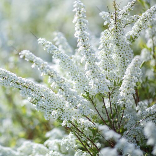 Tawuła wczesna Spiraea arguta Biała Sadzonki na Arena.pl