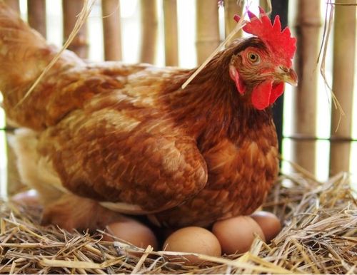 PASZA DLA KUR NIOSEK Kokoszka Smakoszka SYPKA Kury dzióbią AŻ KORYTKO PĘKA! na Arena.pl