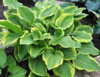 FUNKIA Golden tiara Hosta - sadzonki w doniczkach!