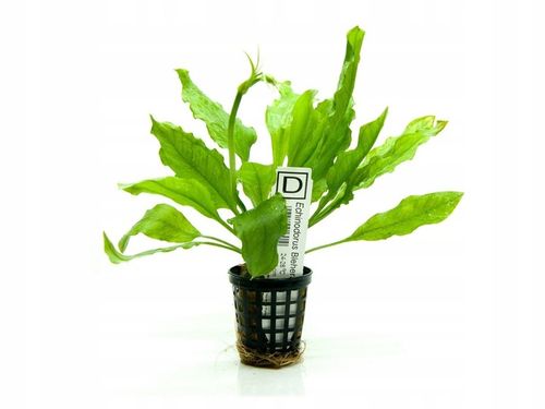 Echinodorus Bleheri (Żabienica Blehera) koszyk na Arena.pl