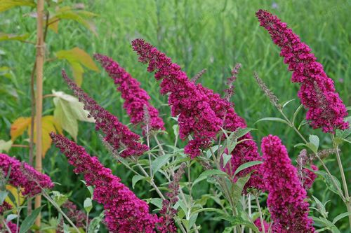 Budleja Dawida 'Royal Red' (Buddleja davidii) Doniczka 2.0L na Arena.pl