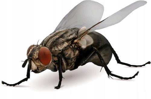 BROS - Muchospray 250ml na Arena.pl