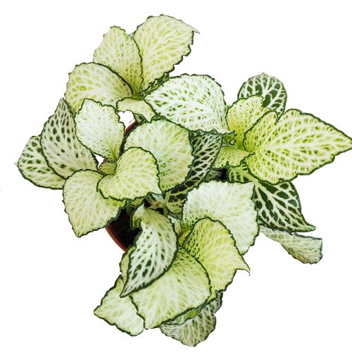 FITTONIA SNOW ANNE 12cm na Arena.pl