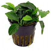 Anubias barteri var. nana 'Petite' Koszyk Ø 5,5 cm