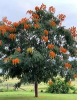 DRZEWO CHWAŁY Colvillea racemosa - NASIONA 20 sztuk - 10g.