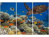 OBRAZ PODWODNA NATURA