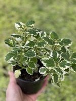 Komarzyca Plektrantus Kadzidełko (Plectranthus) sadzonki odstraszajce komary