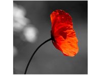 50X50CM SAMOTNY MAK JENNY DOWNING OBRAZ