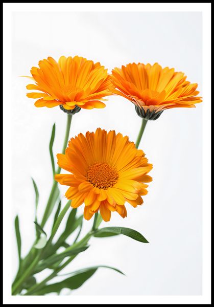 Plakat 68x101cm Słoneczne Kalendule zdjęcie 3