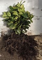 Laurowiśnia Novita 30-50cm sadzonki na żywopłot KILKUPĘDOWE I SORT