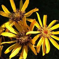 JĘZYCZKA pomarańczowa Midnight Lady miododajne - sadzonki 10 / 15 cm