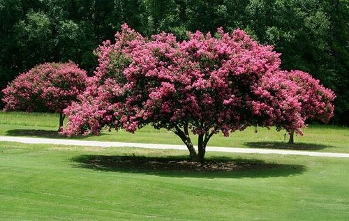 Lagerstroemia różowa Seaburn 20-40cm P9 na Arena.pl