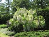 WISTERIA 'ALBA' Najszybciej rosnąca 3 m w rok !