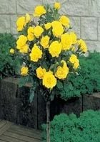 RÓŻA na pniu odporna na mróz żółto słoneczna - sadzonki 80 / 100 cm