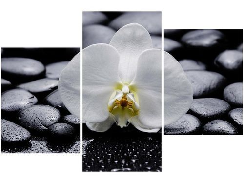 60 90CM OBRAZ 3 ELEM BIAŁY STORCZYK ŚCIENNY DRUK PŁÓTNO na Arena.pl