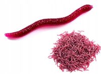 Sztuczne Robaki CZERWONE DŻDŻOWNICA Dendrobena Rosówki 3.5 cm 100x