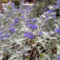 Barbula klandońska 'Sterling Silver' (Caryopteris clandonensis) Doniczka 2L