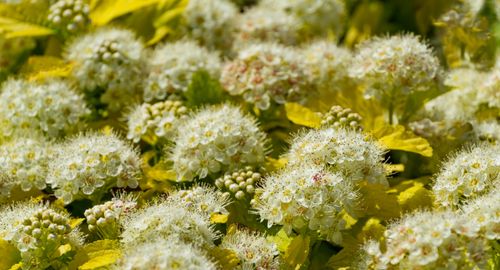 Pęcherznica kalinolistna 'Nugget' (Physocarpus opulifolius) Doniczka 2.0L na Arena.pl