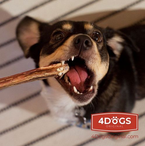 4Dogs Gryzak Z Penisa Wołowego M na Arena.pl