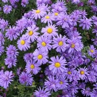 Aster krzaczasty Niebieski Wieloletni Marcinek Sadzonki w doniczkach P9