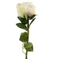 Róża poj podsuszana kremowa