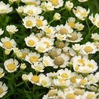 Krwawnik kichawiec 'Nana Compacta'  Niski Wieloletni  (Achillea ptarmica)
