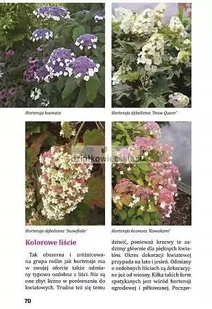 Hortensje od A do Z zdjęcie 7