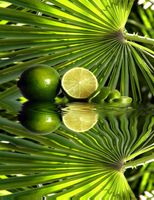 FOTOTAPETA WIDOK LIMONKI ODBICIE W WODZIE