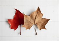 FOTOTAPETA ściana czerwone liście 3D 400x280