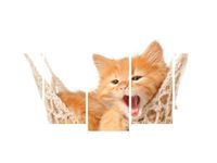 OBRAZ KOTEK JEGO HAMAK