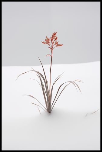 Plakat 61x91,5cm Subtelność Natury na Arena.pl