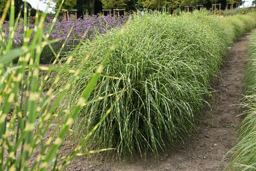 Miskant chiński Little Zebra - Miscanthus sinensis na Arena.pl