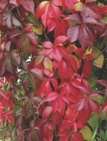 WINOBLUSZCZ - sadzonki w doniczkach