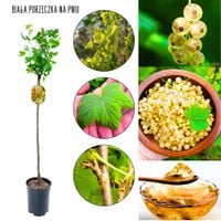 Biała Porzeczka łatwa w uprawie NA PNIU 80-120 cm